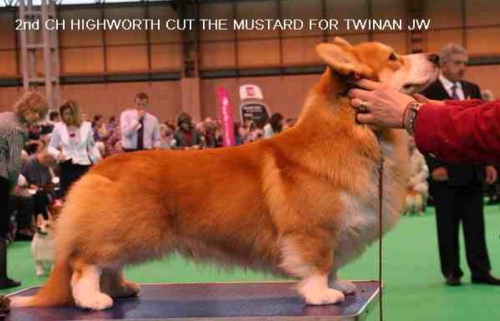 Mustard at Crufts 2012