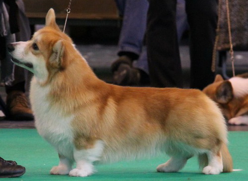 Mustard at Crufts 2012